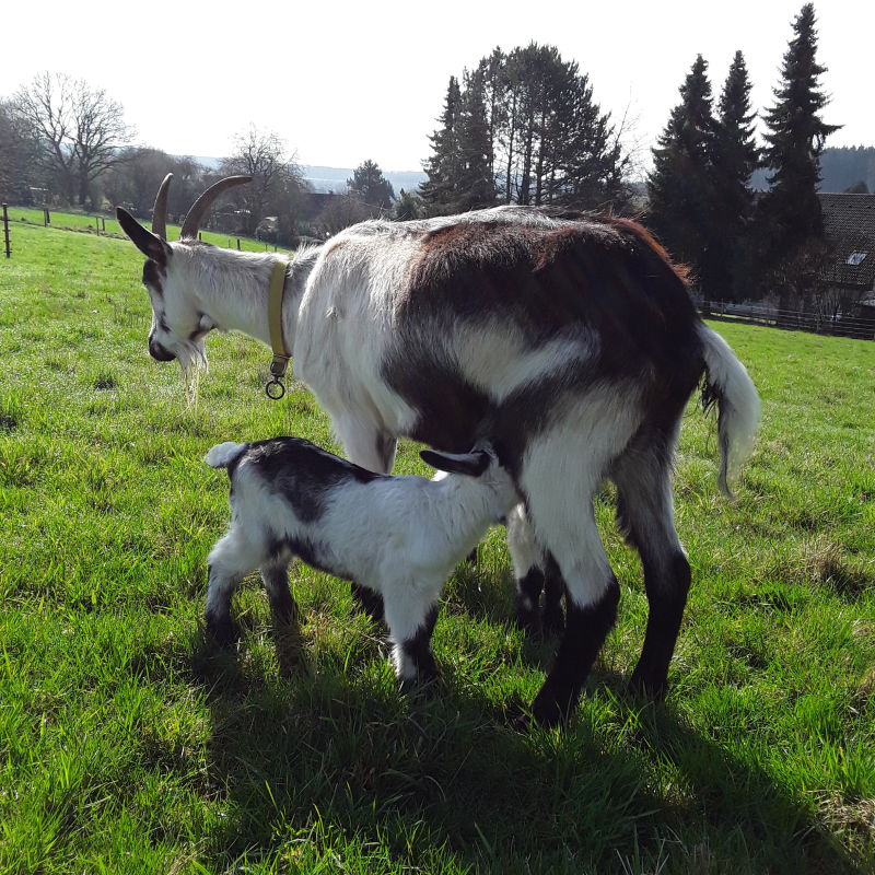 Pfauenziege Biene mit Kitz