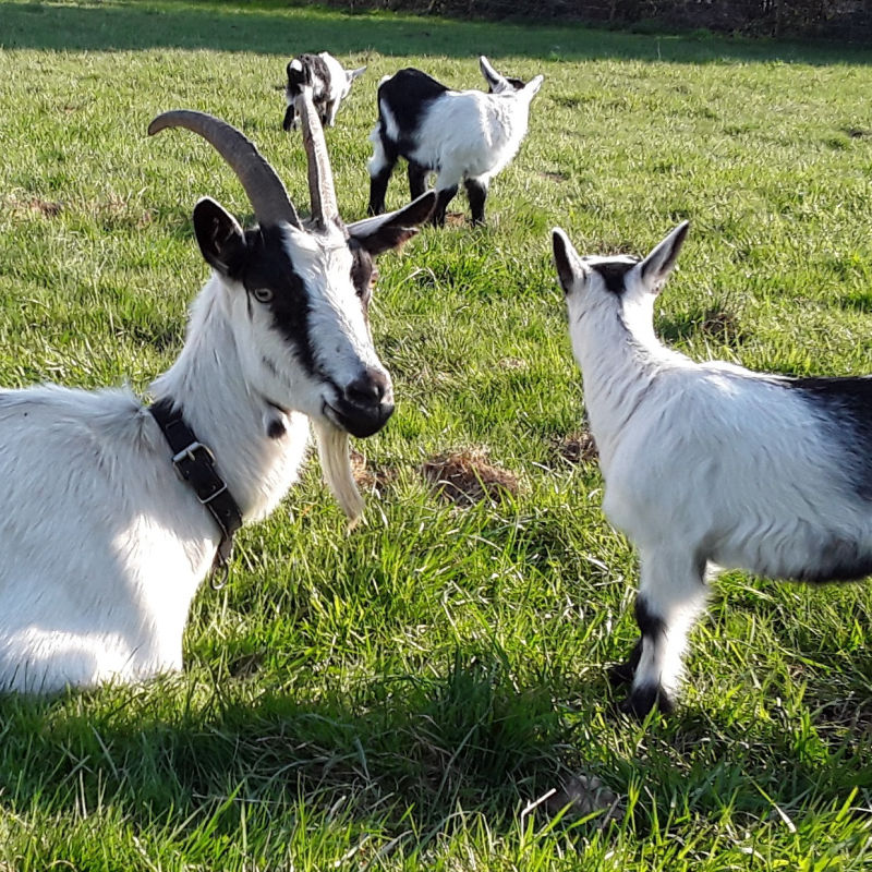 Pfauenziege Elsa und Elfriede 2