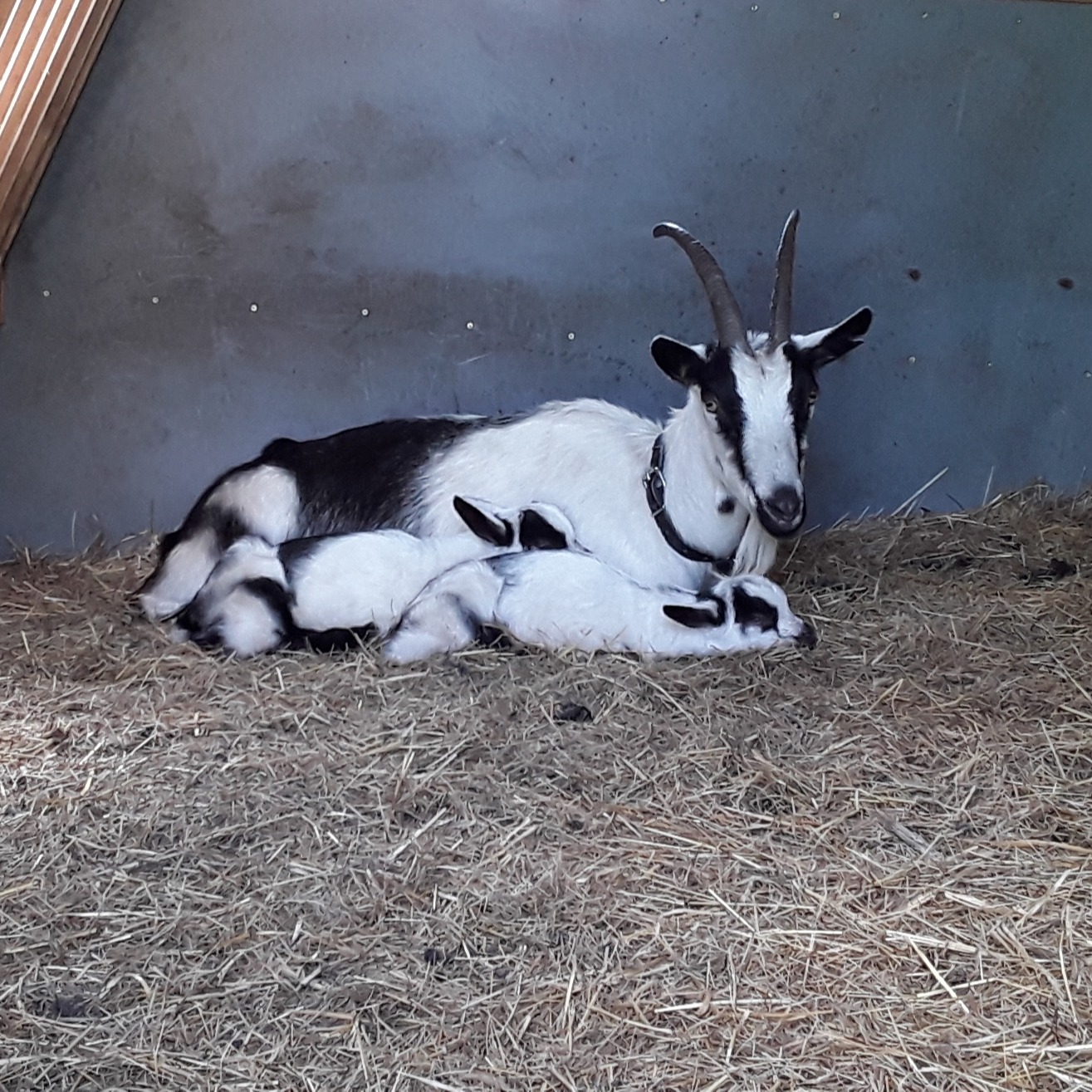 Pfauenziege Frieda mit Zwillingen