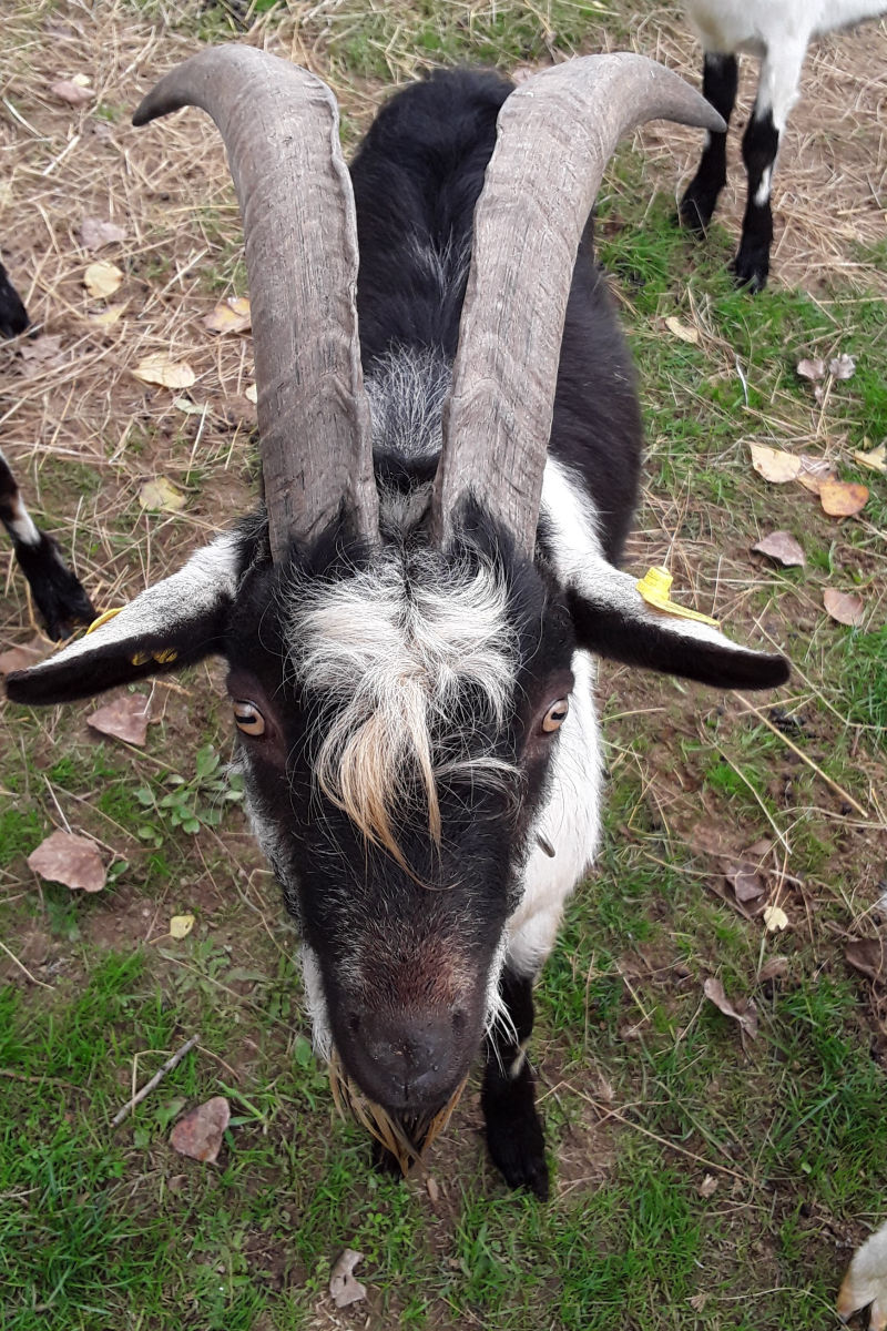 Pfauenziege Bock Lanzelot Kopf