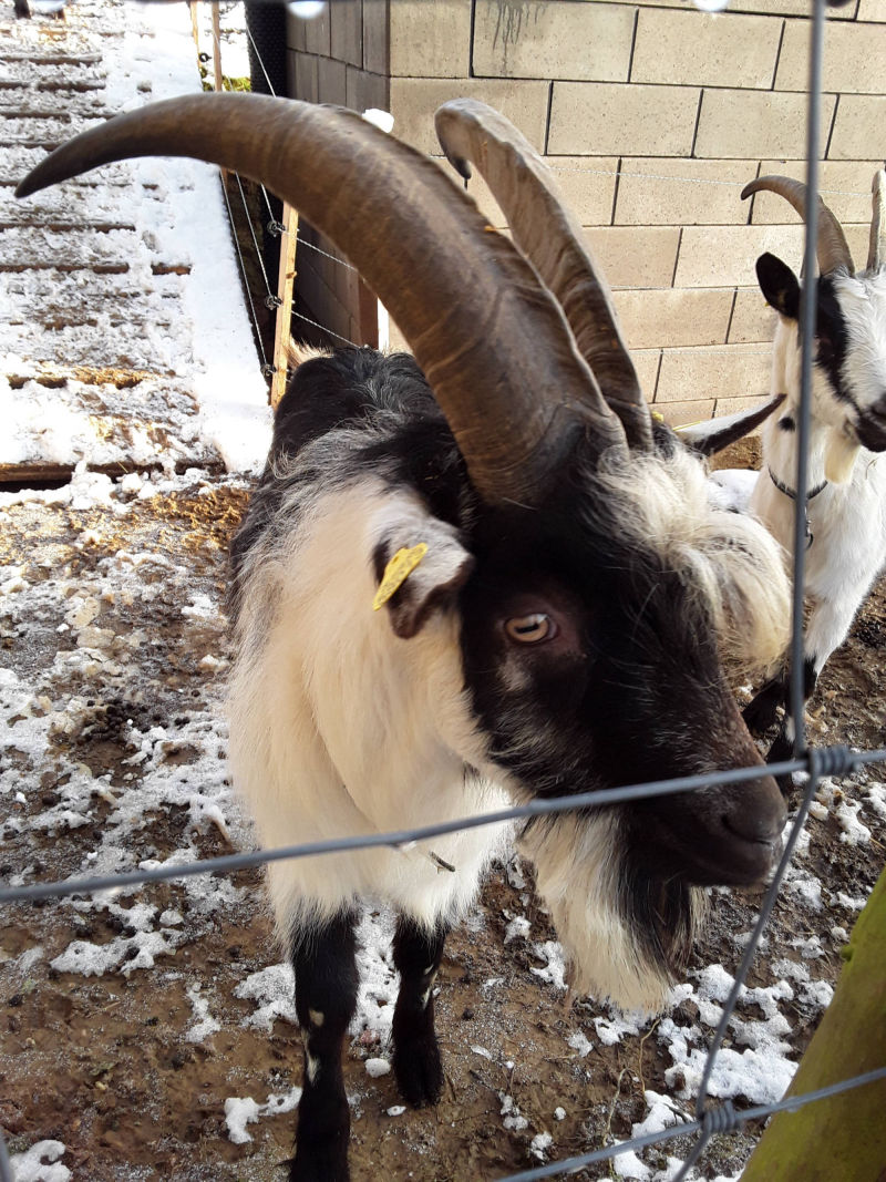 Pfauenziegen Bock Lancelot