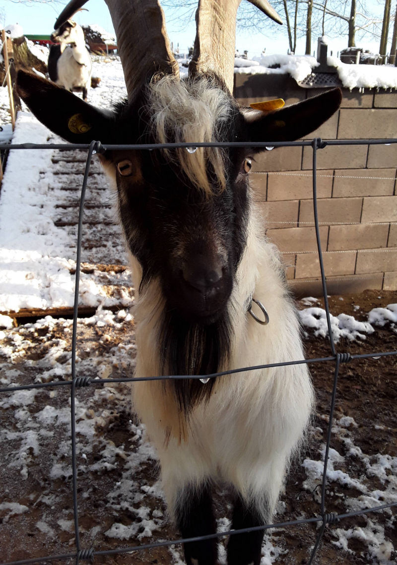 Pfauenziegen Bock Lancelot