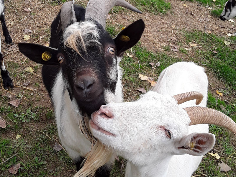 Pfauenziege Bock-Lanzelot mit WDE Elly