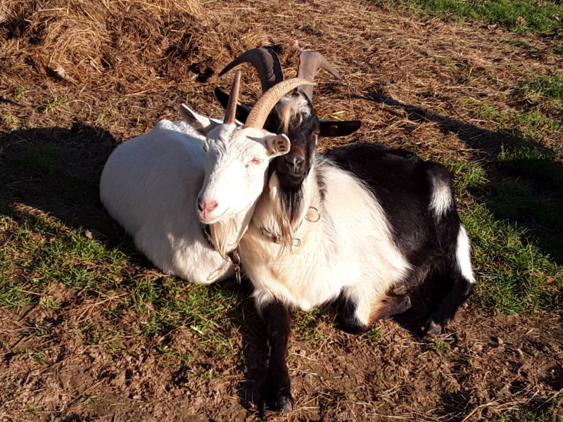 Pfauenziege Bock Lanzelot mit WDE Elly Paar