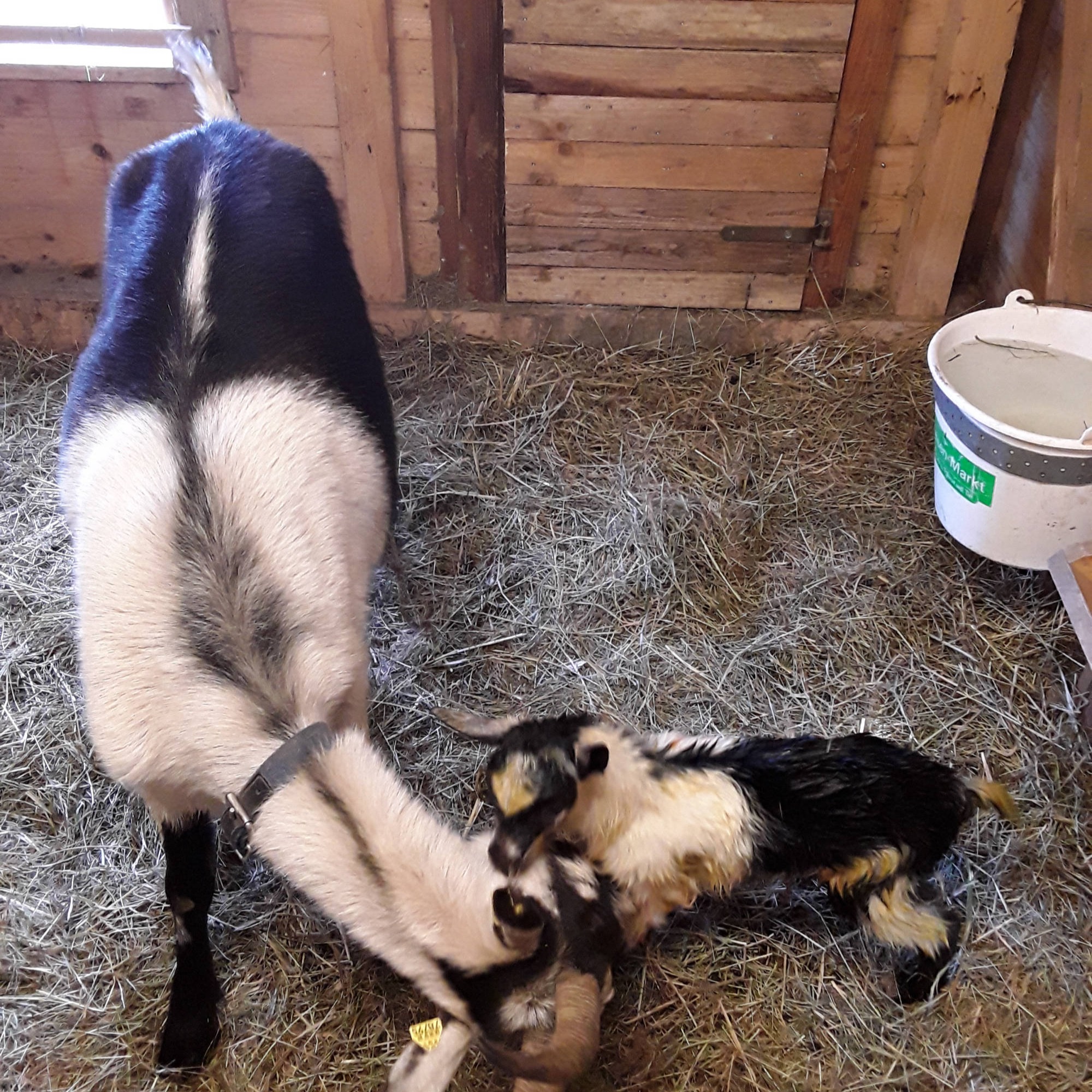 Pfauenziege Maja mit Kitz Marie