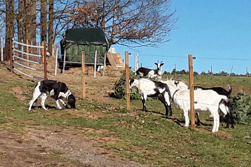 Münsterländer und  Pfauenziegen