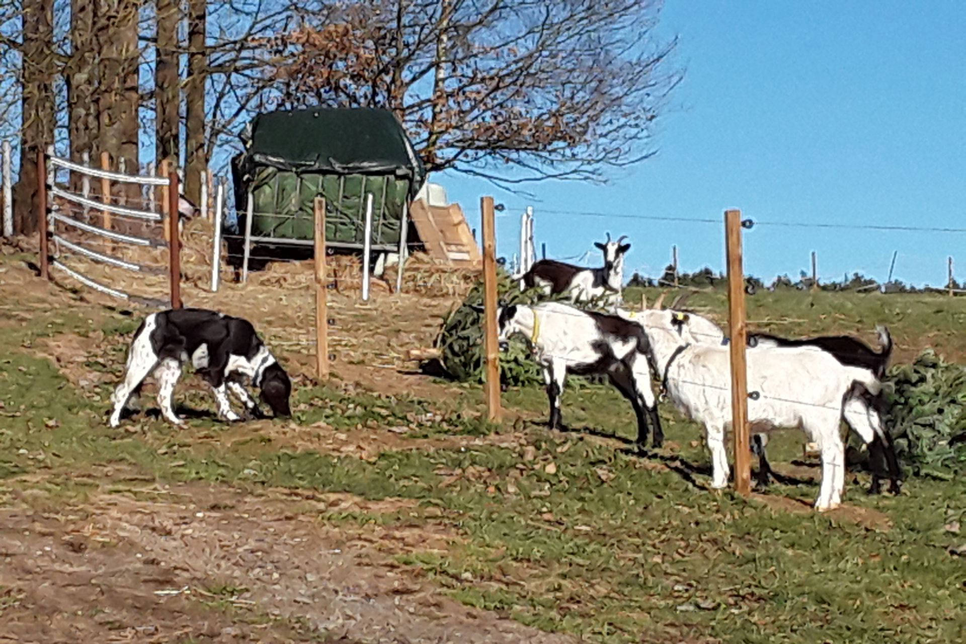 Münsterländer und  Pfauenziegen
