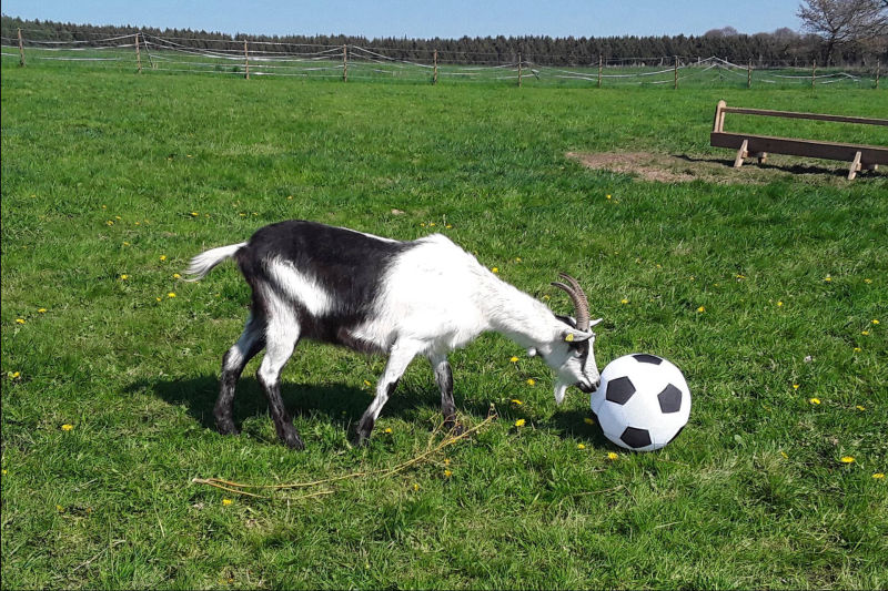 Fußball und die Pfauenziege
