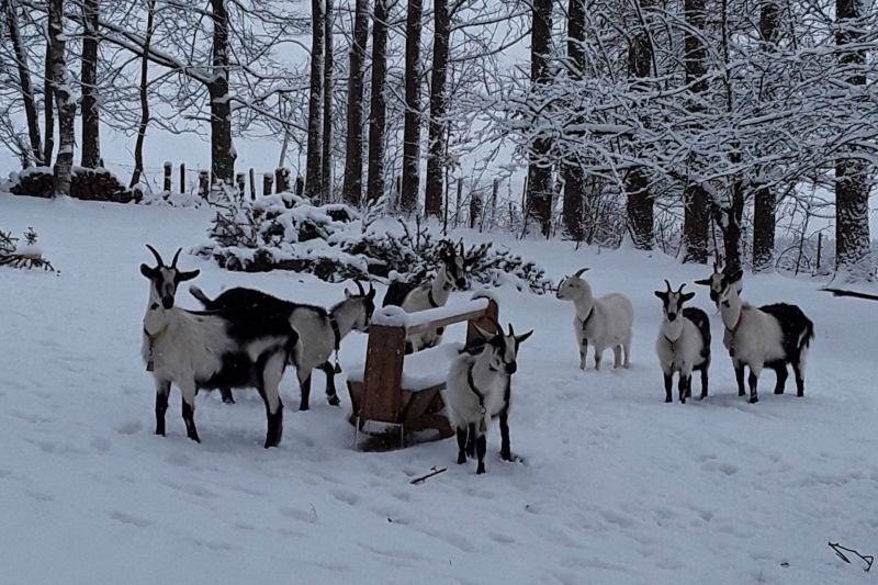 Pfauenziegen im Schnee
