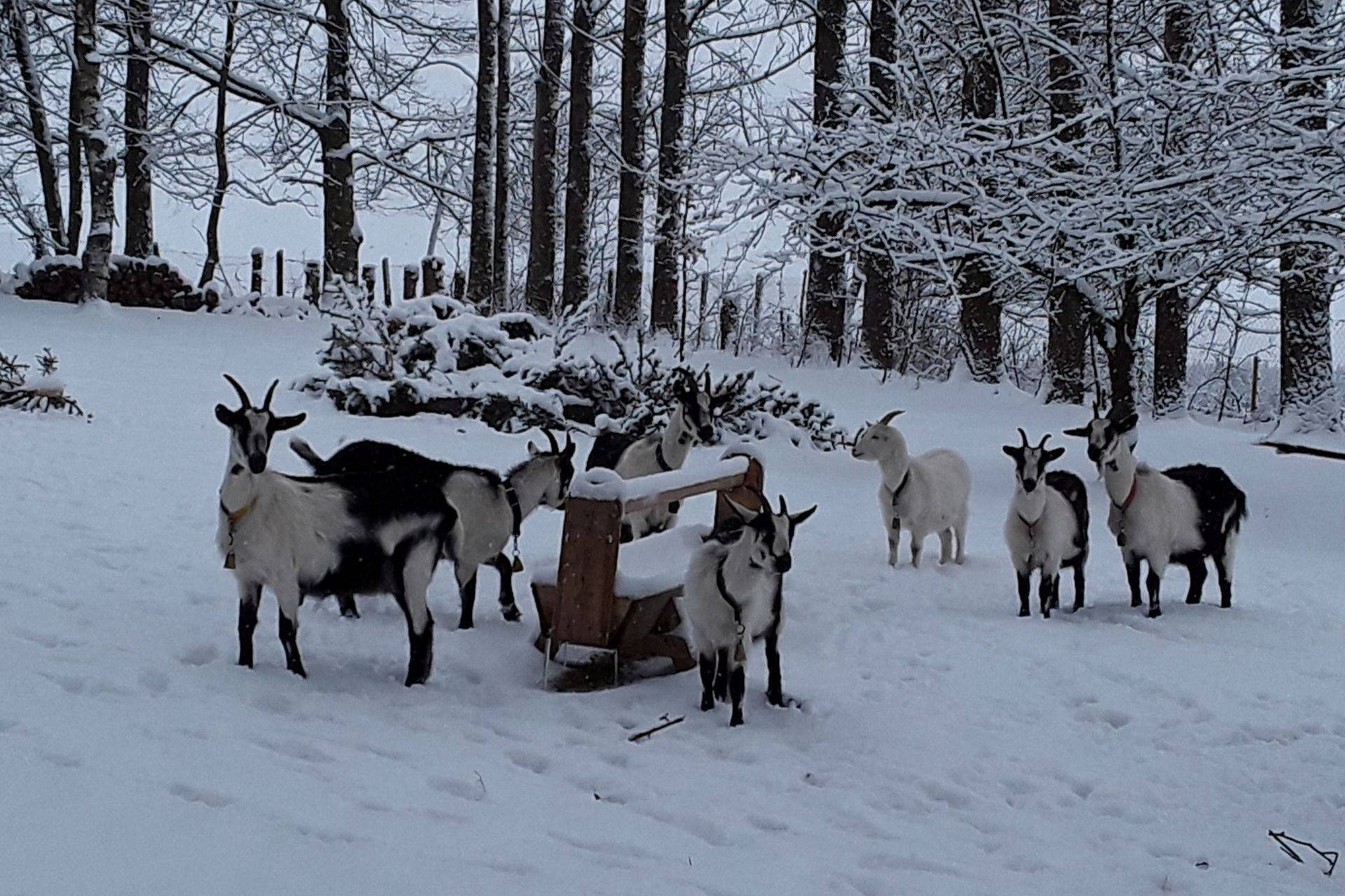 Winter Gundstück